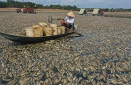 Việt Nam: Cá chết hàng loạt do nắng nóng khủng khiếp