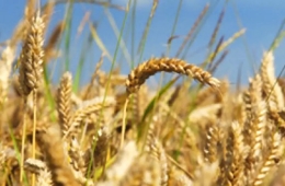 Trung Quốc tích trữ lương thực và năng lượng đề phòng rủi ro chiến tranh