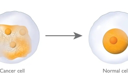 New method turns cancer cells into healthy cells