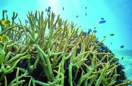 Đại dương lệch nhịp