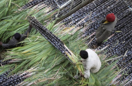 Buộc sử dụng xăng sinh học E20: Điều bất ngờ ở quốc gia đông dân nhất thế giới