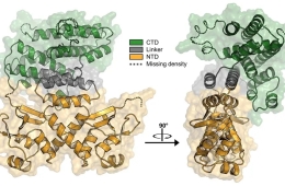 Newly discovered protein stops DNA damage