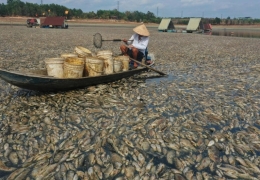 Việt Nam: Cá chết hàng loạt do nắng nóng khủng khiếp
