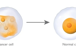 New method turns cancer cells into healthy cells