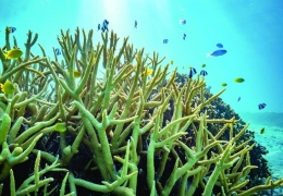 Đại dương lệch nhịp