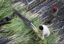 Buộc sử dụng xăng sinh học E20: Điều bất ngờ ở quốc gia đông dân nhất thế giới
