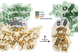 Newly discovered protein stops DNA damage