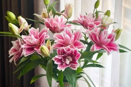 TỔNG QUAN THỊ TRƯỜNG BĐS VEN TP.HCM 2025 VÀ NHẬN ĐỊNH CHI TIẾT